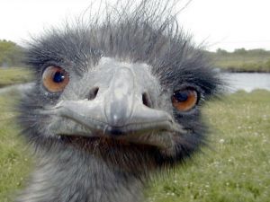 Emu-788130.jpg