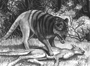 Queensland Tiger.jpg