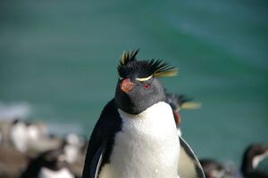 Falkland Islands Penguins.jpg