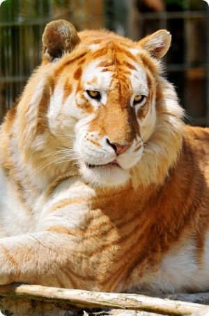 Golden Tiger.jpg