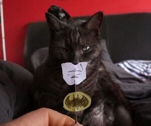 Batman's cat.jpg
