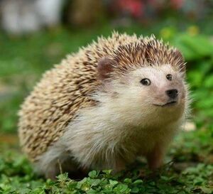Hedgehoge.jpg