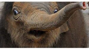 Slon poehal.jpg