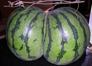 Watermelon boobs.jpg