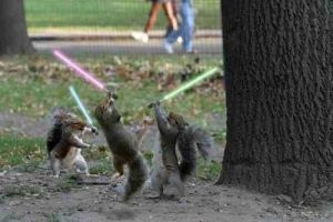 Starwarssquirrel.jpg