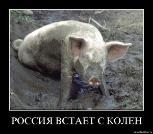 Russia Pig.jpg