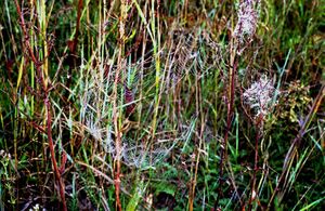 Cobweb In Dew.jpg