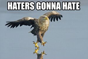 Haters gonna hate bird.jpg