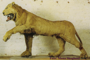 Gripsholm Lion2.png