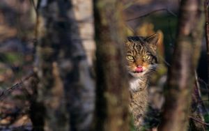 Scottish-Wildcat.jpg