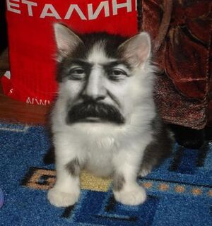 Stalincat.jpg
