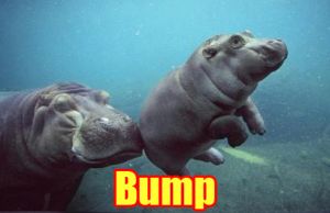 Bump hippo.jpg