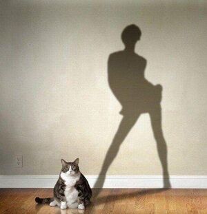 Cat fine shadow.jpg