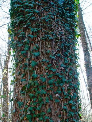 Hedera-helix-taurika.jpg