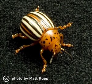 False potato beetle.jpg