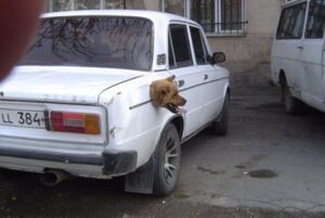 Walldog-car.jpg