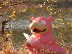 Slowpoke IRL.jpg