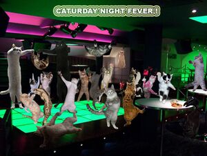 Caturday Night Fever.jpg