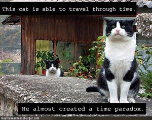 Time-paradox-cat.jpg