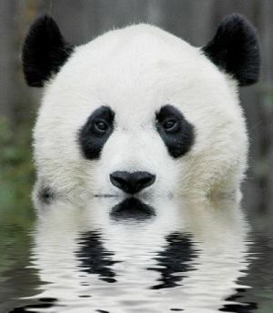 Panda sviborg.jpg