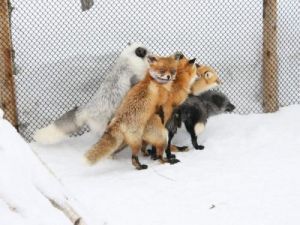 Fox gropie.jpg