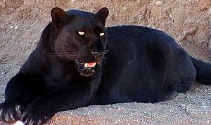 Panther leopard.jpg