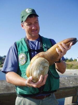 Geoduck and friend.jpg