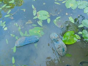 Bolash sandals in water.jpg