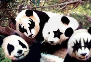 Panda KISS.jpg