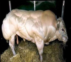 Steroids Bull.jpg