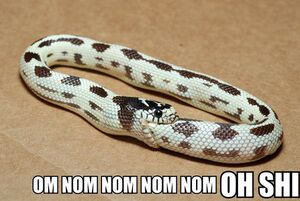 NOM NOM NOM Snake.jpg