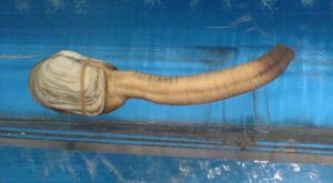 Geoduck.jpg