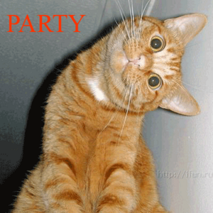 Party Hard cat.png