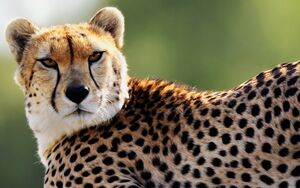 Cheetah D'Alema.jpg