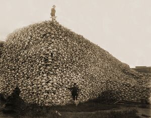 Bison skull.jpg