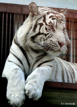 White tiger.jpg